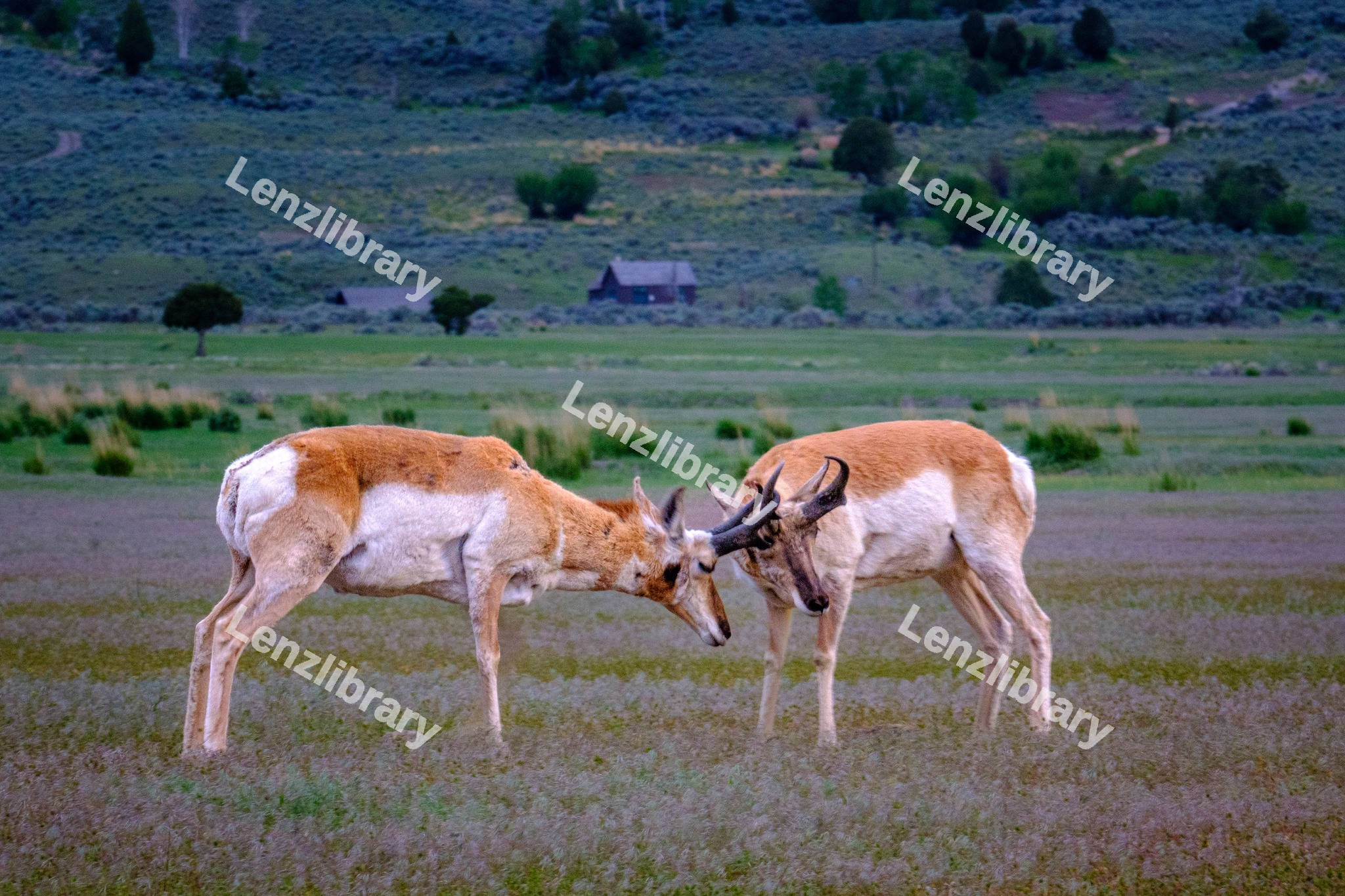 Antelopes